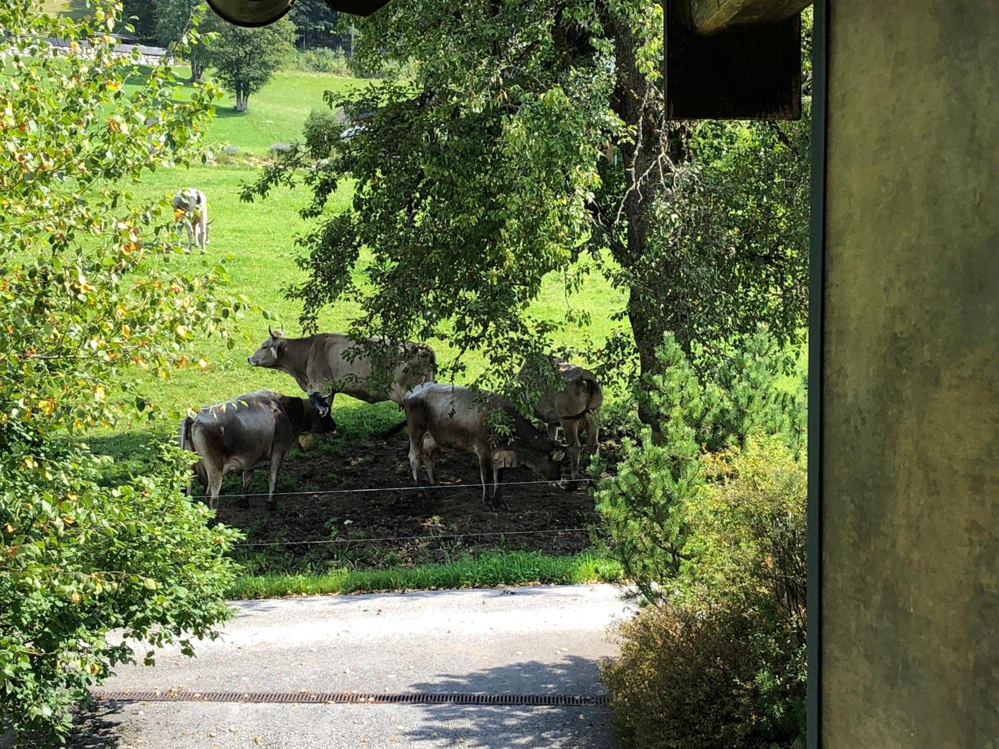 Apartment Stillleben Luxus Fuer Die Seele Abtenau Buitenkant foto